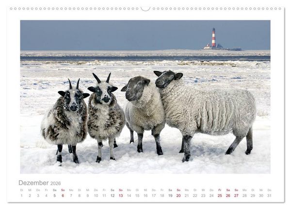 Produktbild: Nordsee Schafe (hochwertiger Premium Wandkalender 2026 DIN A2 quer), Kunstdruck in Hochglanz