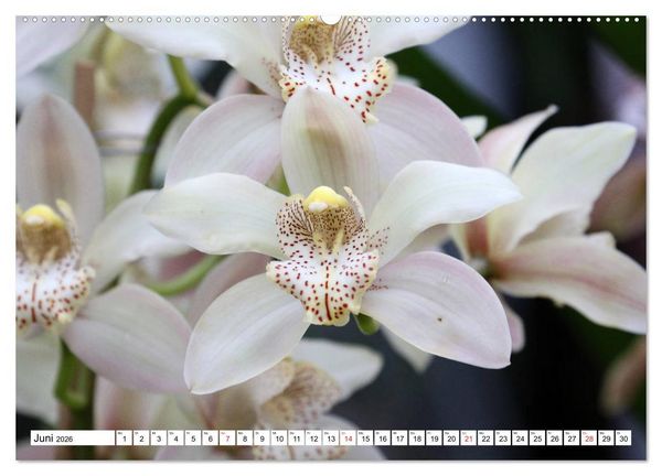 Produktbild: Prachtvolle Orchideen (hochwertiger Premium Wandkalender 2026 DIN A2 quer), Kunstdruck in Hochglanz