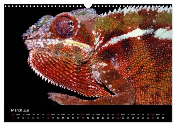 Produktbild: Chameleons Monsters of the African Bush (Wall Calendar 2026 DIN A3 landscape), CALVENDO 12 Month Wall Calendar