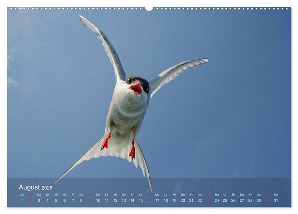 Produktbild: Nordatlantische Seev&ouml;gel (hochwertiger Premium Wandkalender 2026 DIN A2 quer), Kunstdruck in Hochglanz