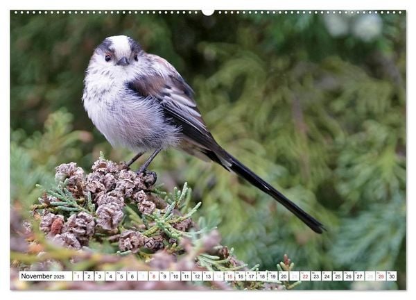 Produktbild: Heimische Gartenv&ouml;gel (hochwertiger Premium Wandkalender 2026 DIN A2 quer), Kunstdruck in Hochglanz