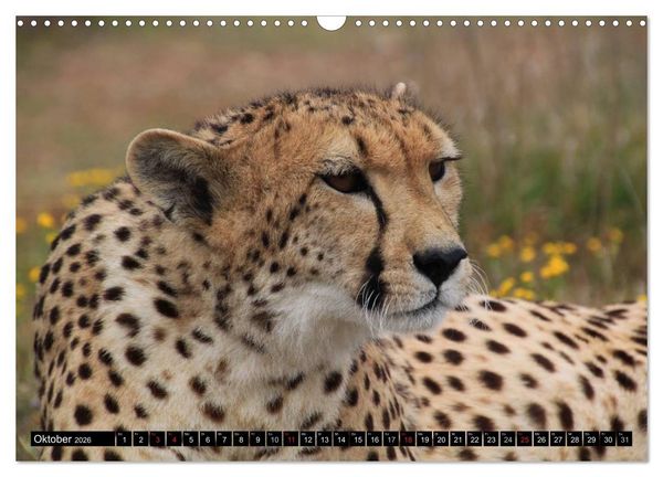Produktbild: Die Lautlosen. Geparden und Leoparden (Wandkalender 2026 DIN A3 quer), CALVENDO Monatskalender