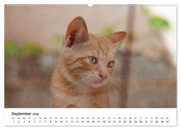 Produktbild: Katzenjahr 2026 (hochwertiger Premium Wandkalender 2026 DIN A2 quer), Kunstdruck in Hochglanz