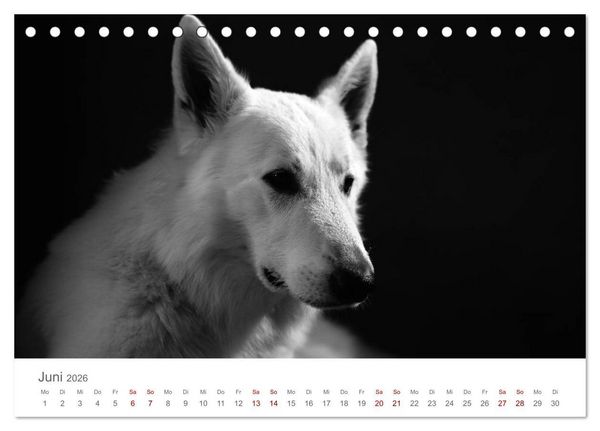 Produktbild: Hundeportraits Fine Art (Tischkalender 2026 DIN A5 quer), CALVENDO Monatskalender