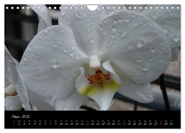 Produktbild: Farbenreiche Orchideen (Wandkalender 2026 DIN A4 quer), CALVENDO Monatskalender