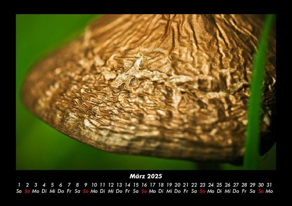 Produktbild: Pilzkalender 2025 Fotokalender DIN A3