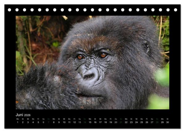 Produktbild: Wilde Tiere Afrikas (Tischkalender 2026 DIN A5 quer), CALVENDO Monatskalender