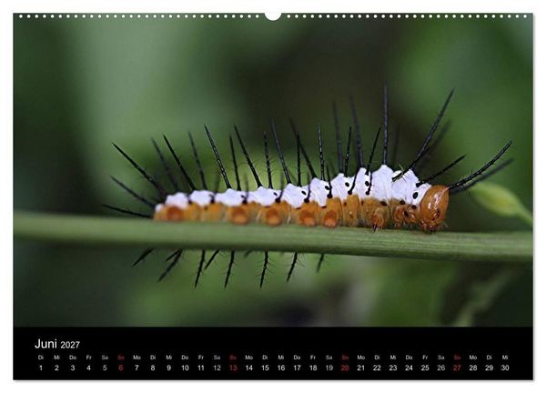 Produktbild: Makro-Kalender 2027 (hochwertiger Premium Wandkalender 2027 DIN A2 quer), Kunstdruck in Hochglanz