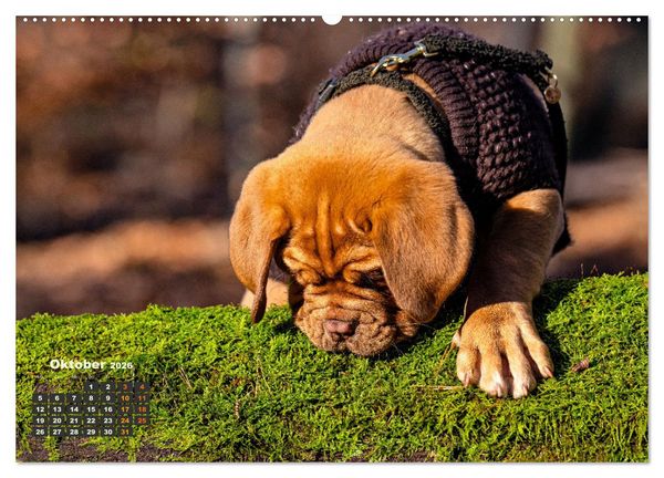 Produktbild: Eine kleine Bordeauxdogge entdeckt die Welt (Wandkalender 2026 DIN A2 quer), CALVENDO Monatskalender