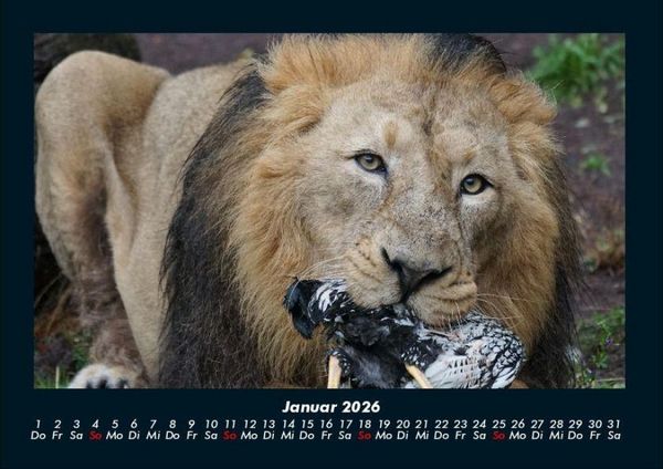 Produktbild: L&ouml;wen in der Wildnis 2026 Fotokalender DIN A4