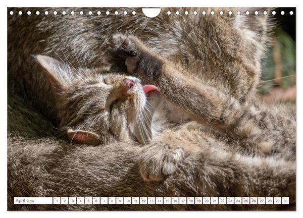 Produktbild: Wildkatzenbabys - wild und zuckers&uuml;&szlig;. (Wandkalender 2026 DIN A4 quer), CALVENDO Monatskalender