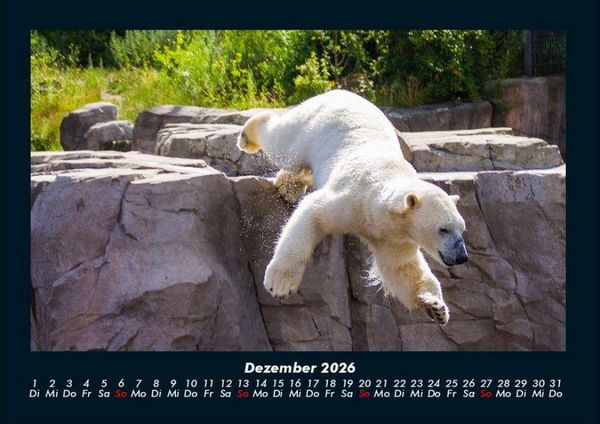 Produktbild: Eisb&auml;ren 2026 Fotokalender DIN A4
