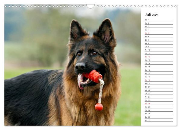 Produktbild: Zauberhafte Langhaar Sch&auml;ferhunde (Wandkalender 2026 DIN A3 quer), CALVENDO Monatskalender