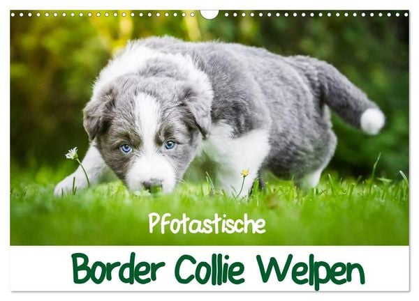 Produktbild: Pfotastische Border Collie Welpen (Wandkalender 2027 DIN A3 quer), CALVENDO Monatskalender
