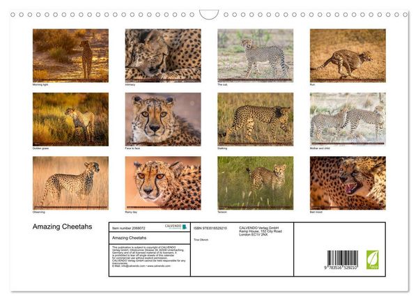 Produktbild: Amazing Cheetahs (Wall Calendar 2026 DIN A3 landscape), CALVENDO 12 Month Wall Calendar