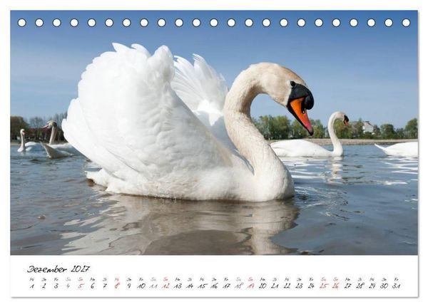 Produktbild: Vom K&uuml;ken zum Schwan (Tischkalender 2027 DIN A5 quer), CALVENDO Monatskalender