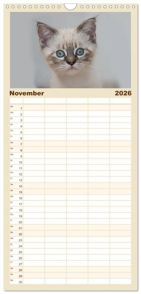 Produktbild: Familienplaner 2026 - Katzenbabys beobachtet mit 5 Spalten (Wandkalender, 21 x 45 cm) CALVENDO