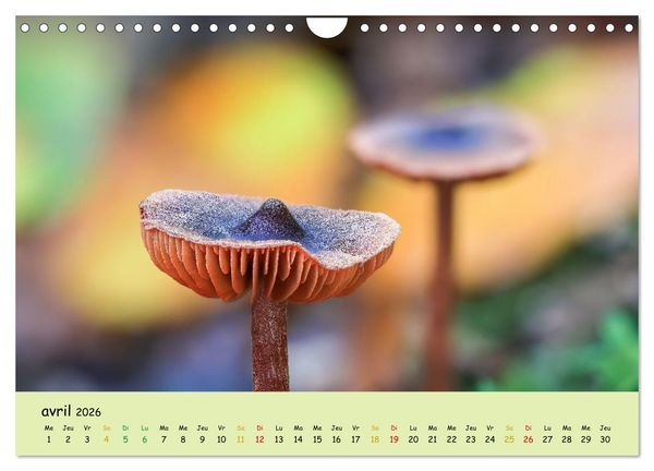 Produktbild: Champignons tout en couleurs (Calendrier mural 2026 DIN A4 vertical), CALVENDO calendrier mensuel