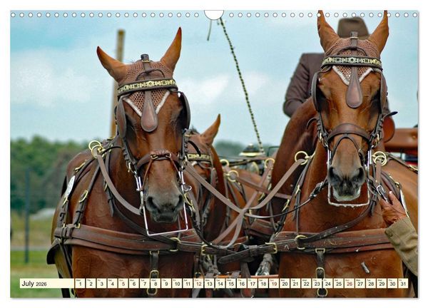 Produktbild: Four-in-hand Driving Challenge (Wall Calendar 2026 DIN A3 landscape), CALVENDO 12 Month Wall Calendar