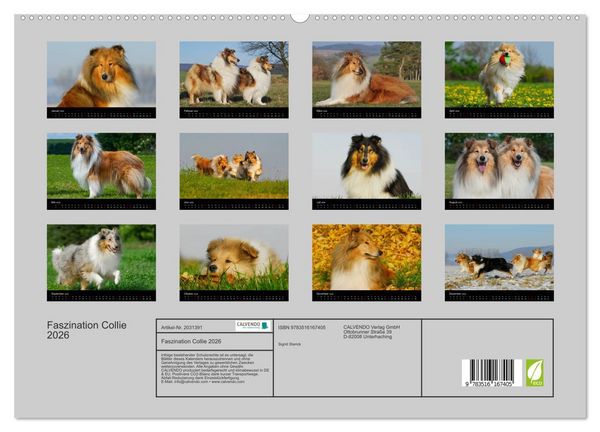 Produktbild: Faszination Collie 2026 (hochwertiger Premium Wandkalender 2026 DIN A2 quer), Kunstdruck in Hochglanz