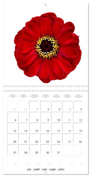 Produktbild: Beautiful Zinnias (Wall Calendar 2026 12 &times; 12 Inch) CALVENDO 12 Month Wall Calendar