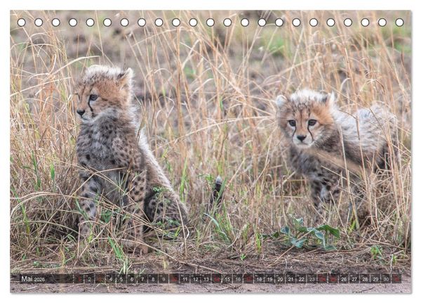 Produktbild: Geparde - J&auml;ger der Savanne (Tischkalender 2026 DIN A5 quer), CALVENDO Monatskalender