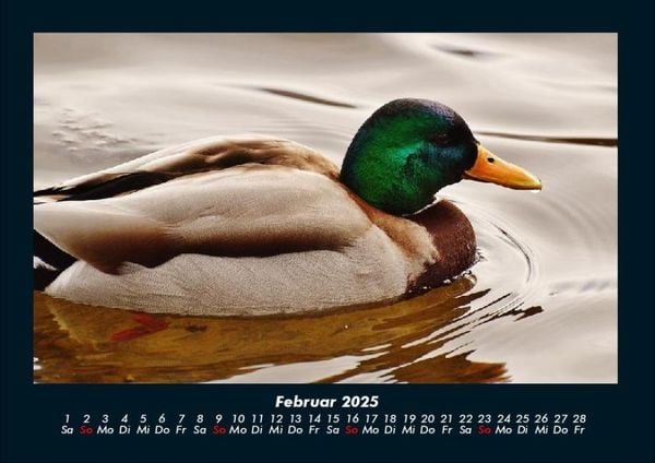 Produktbild: Enten 2025 Fotokalender DIN A4