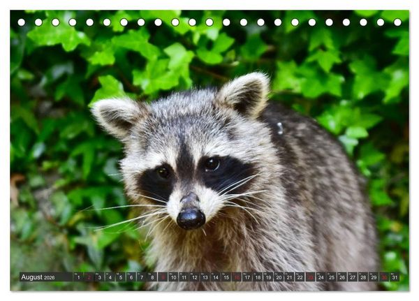 Produktbild: Besuch vom Waschb&auml;r (Tischkalender 2026 DIN A5 quer), CALVENDO Monatskalender