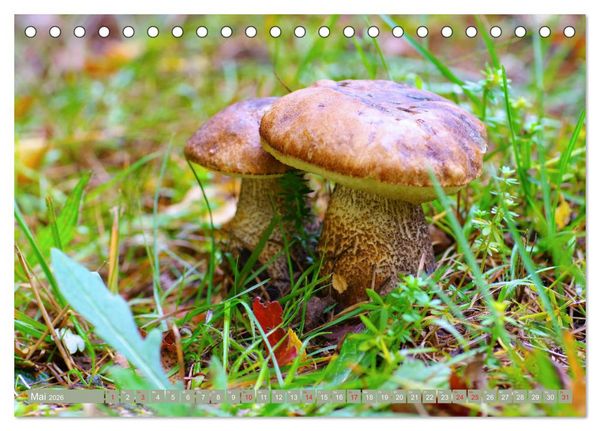 Produktbild: Die bunte Welt der Pilze (Tischkalender 2026 DIN A5 quer), CALVENDO Monatskalender