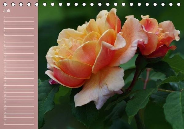 Produktbild: Zarte Sch&ouml;nheiten - Rosen (Tischkalender immerw&auml;hrend DIN A5 quer)