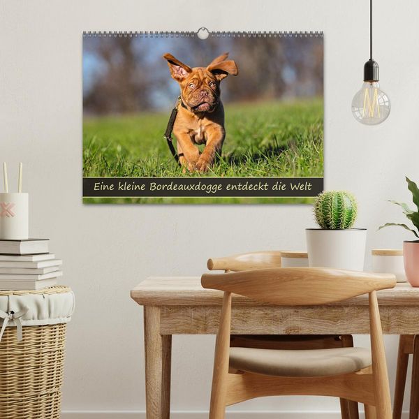 Produktbild: Eine kleine Bordeauxdogge entdeckt die Welt (Wandkalender 2026 DIN A3 quer), CALVENDO Monatskalender