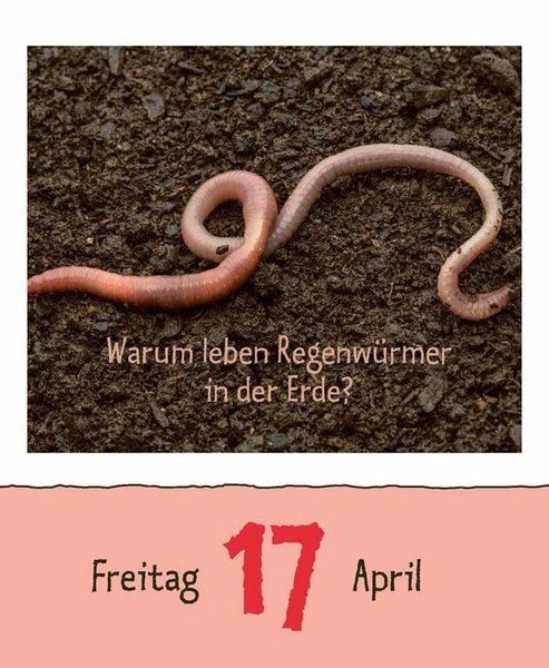Produktbild: Wie faul ist das Faultier? 2026