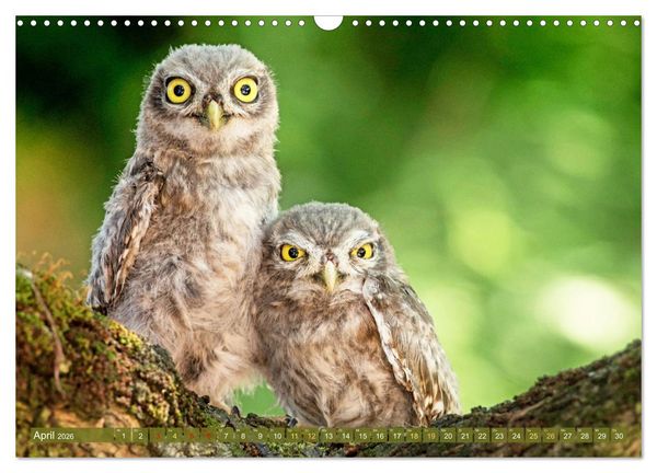 Produktbild: Wildtiere des Waldes: Hier wird der Mythos Wald lebendig (Wandkalender 2026 DIN A3 quer), CALVENDO Monatskalender