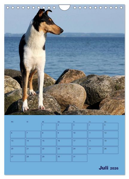Produktbild: Kurzhaarcollies (Wandkalender 2026 DIN A4 hoch), CALVENDO Monatskalender