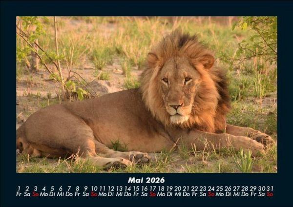 Produktbild: L&ouml;wen in der Wildnis 2026 Fotokalender DIN A5