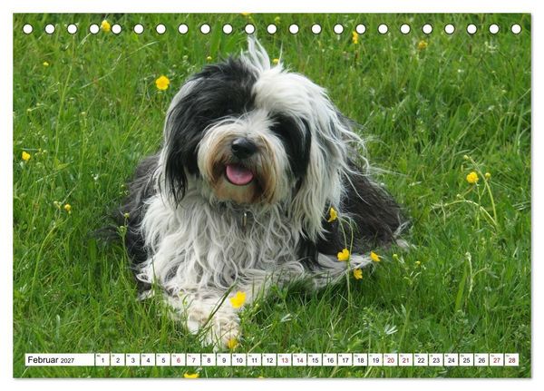 Produktbild: Tibet-Terrier - Eine Hunderasse mit Charakter (Tischkalender 2027 DIN A5 quer), CALVENDO Monatskalender