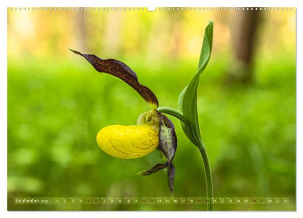 Produktbild: Orchideenzeit auf der Schw&auml;bischen Alb (hochwertiger Premium Wandkalender 2026 DIN A2 quer), Kunstdruck in Hochglanz