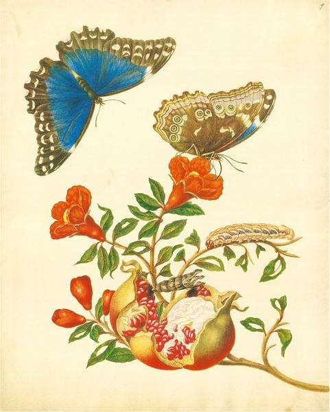 Produktbild: Maria Sibylla Merian &ndash; St. Petersburger Aquarelle (Jubil&auml;umsausgabe)
