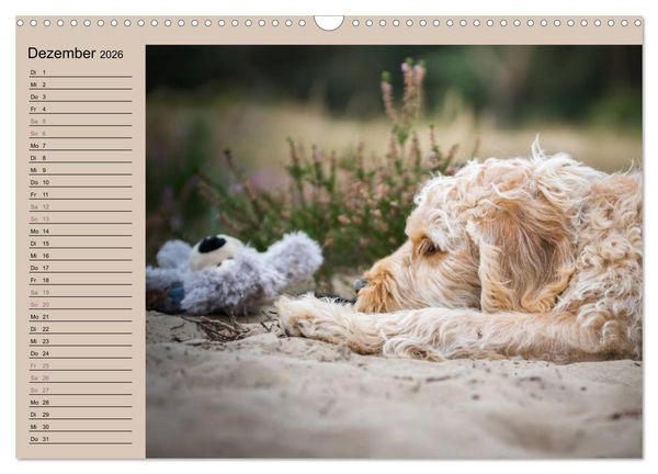 Produktbild: Ein Labradoodle-Welpe in der Heide (Wandkalender 2026 DIN A3 quer), CALVENDO Monatskalender