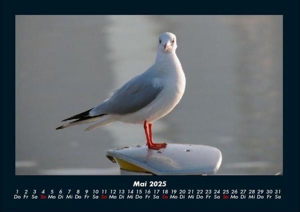 Produktbild: Vogelparadies 2025 Fotokalender DIN A4
