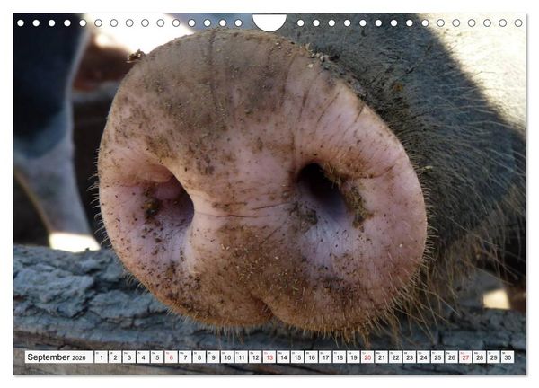 Produktbild: Von S&auml;uen die Schwein haben! (Wandkalender 2026 DIN A4 quer), CALVENDO Monatskalender