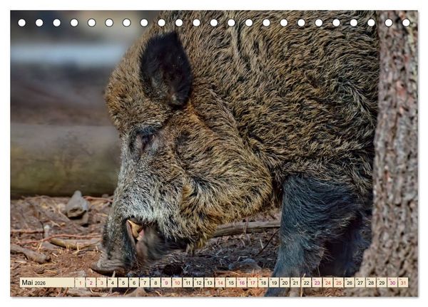 Produktbild: Unverwechselbar - Wildschwein (Tischkalender 2026 DIN A5 quer), CALVENDO Monatskalender
