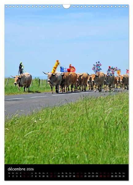 Produktbild: Vaches d'Aubrac (Calendrier mural 2026 DIN A3 horizontal), CALVENDO calendrier mensuel