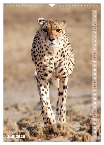 Produktbild: Safari hautnah - S&uuml;dliches und &ouml;stliches Afrika (Wandkalender 2026 DIN A3 hoch), CALVENDO Monatskalender