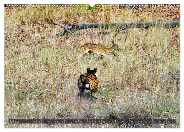 Produktbild: Tiere Indiens close up (Wandkalender 2026 DIN A2 quer), CALVENDO Monatskalender