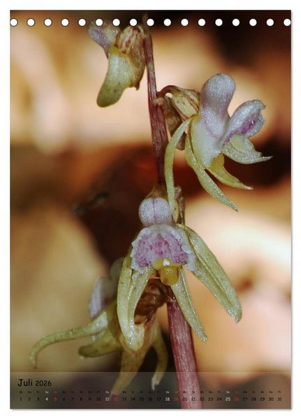 Produktbild: Juwelen der Natur - Ein Orchideensommer (Tischkalender 2026 DIN A5 hoch), CALVENDO Monatskalender