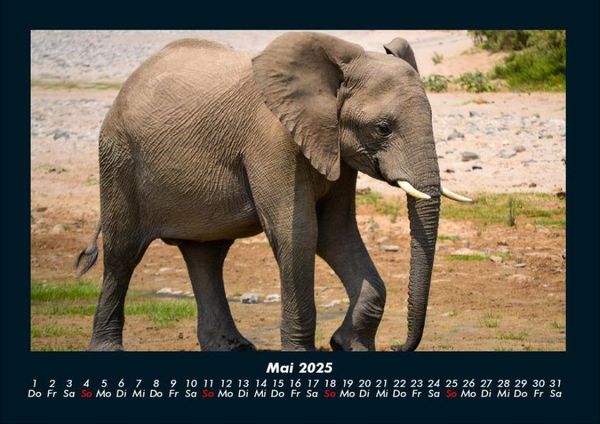 Produktbild: Der Elefantenkalender 2025 Fotokalender DIN A4