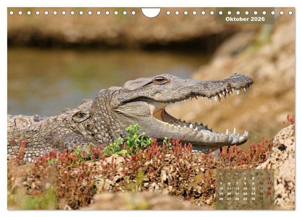 Produktbild: Wilde Tiere Indiens (Wandkalender 2026 DIN A4 quer), CALVENDO Monatskalender