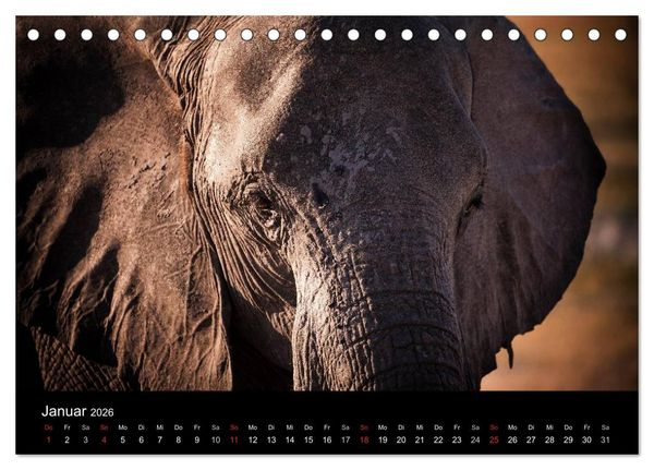 Produktbild: Elefanten - Die sanften Riesen Afrikas (Tischkalender 2026 DIN A5 quer), CALVENDO Monatskalender
