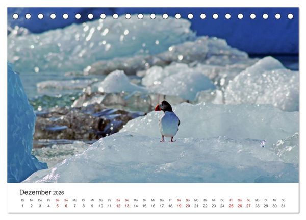 Produktbild: Papageitaucher - Clowns der nordischen Vogelwelt (Tischkalender 2026 DIN A5 quer), CALVENDO Monatskalender
